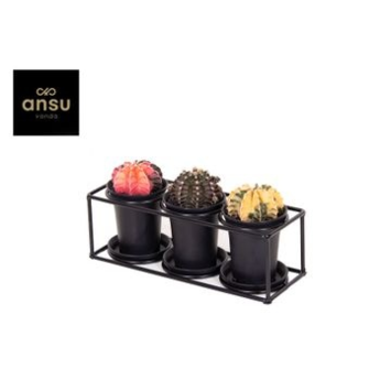 image CACTUS GREFFE X3 SUPPORT METAL