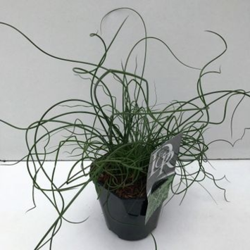 image JUNCUS EFFUSUS SPIRALIS