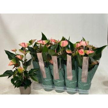 image ANTHURIUM ANDREANUM 2COULEURS