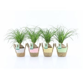 image BEAUCARNEA BOULE VANNERIE