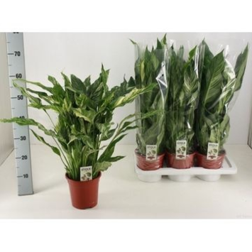 image SPATHIPHYLLUM DIAMOND PANACHE