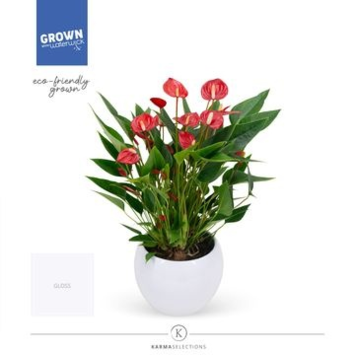 image ANTHURIUM ANDREANUM MILLION FLOWERS