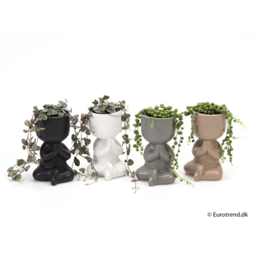 image CEROPEGIA SENECIO VARIE CERAM