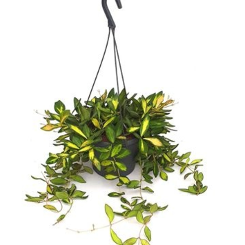image HOYA BURTONIAE