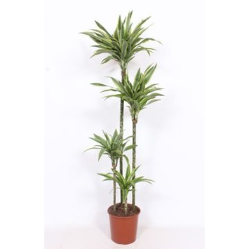 image DRACAENA LEMON LIME 120-90-60-30