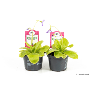 image PINGUICULA TINA