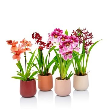 image ORCHIDEES VARIEES