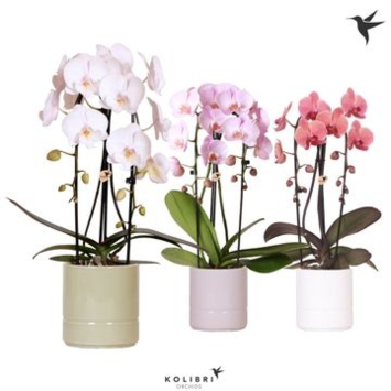 image PHALAENOPSIS 2BR CASCADE CERAM