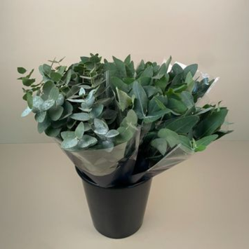 image BOUQUET EUCALYPTUS 10 TIGES