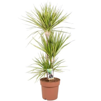 image DRACAENA SUNRAY 60-30-15