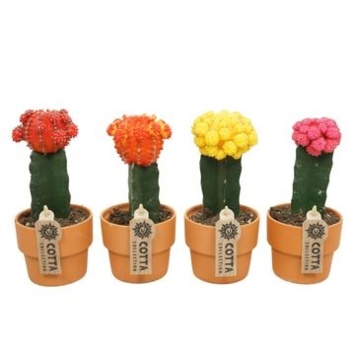 image CACTUS GREFFES VARIES P TERRE