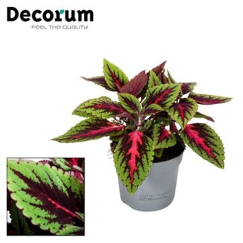 image PLECTRANTHUS RUBY ROAD