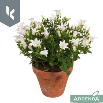 image CAMPANULE AMBELLA BLANCHE P TERRE
