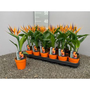 image STRELITZIA