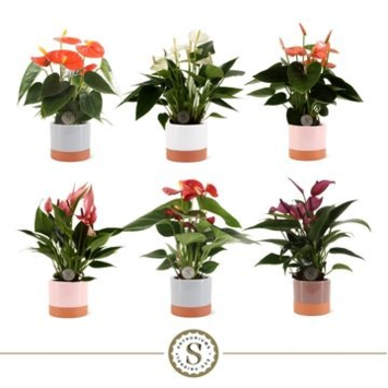 image ANTHURIUM ANDREANUM VARIE CERAM
