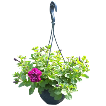 image PETUNIA CASCADE ELCTRIC PURPLE SUSP