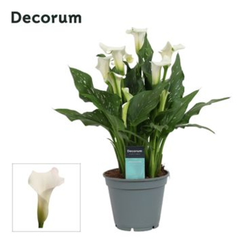 image ARUM CAPTAIN FRESCO