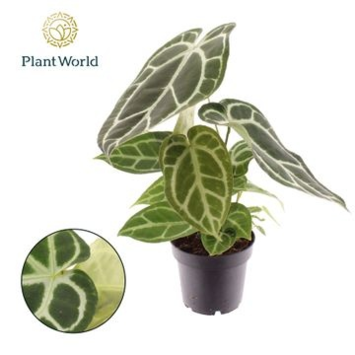 image ANTHURIUM FEUILLAGE