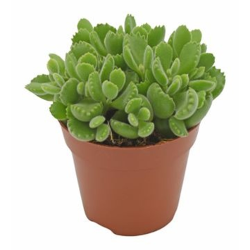 image COTYLEDON TOMENTOSA