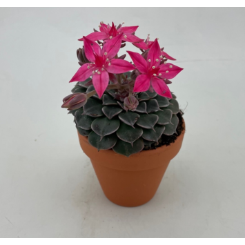 image GRAPTOPETALUM BELLUM P TERRE