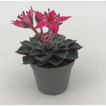 image GRAPTOPETALUM BELLUM