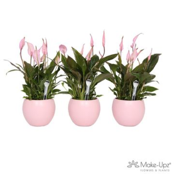 image SPATHIPHYLLUM TEINTE ROSE CERAM