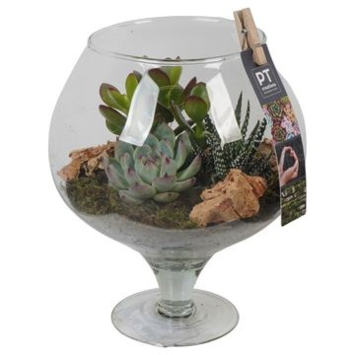 image COMPO SUCCULENTES VERRE