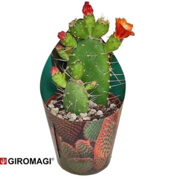 image CACTUS OPUNTIA QUITENSIS