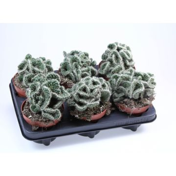 image CACTUS OPUNTIA CYLINDRICA