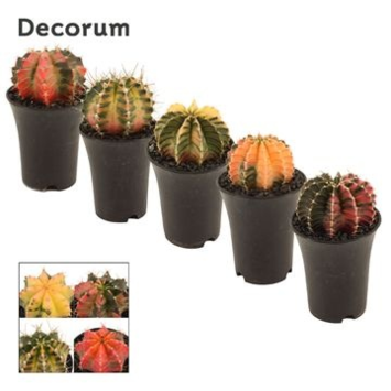 image GYMNOCALYCIUM JAPAN VARIE