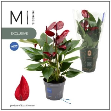image ANTHURIUM ANDREANUM BANDEROLA LAVA