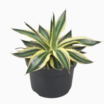 image AGAVE LOPHANTA QUADRICOLOR
