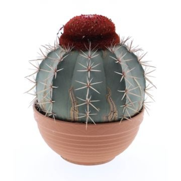 image MELOCACTUS MATANZANUS