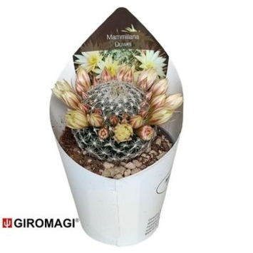 image CACTUS MAMMILLARIA DUWEI