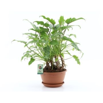 image PHILODENDRON XANADU COUPE