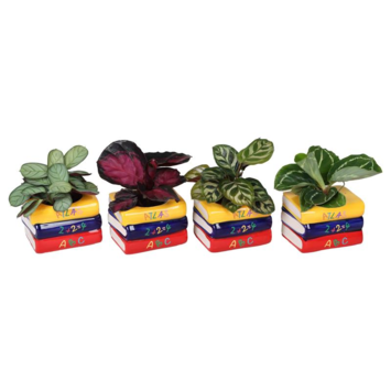 image CALATHEA VARIE CERAM LIVRE