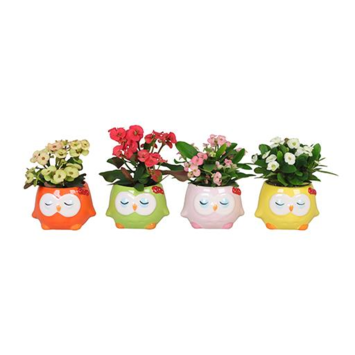 image EUPHORBIA MILII CERAM HIBOU