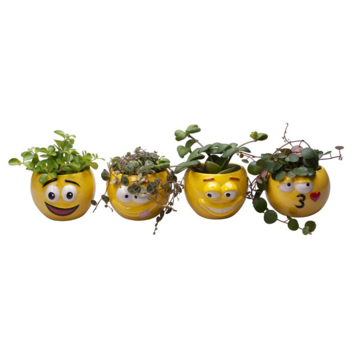 image PLANTE VERTE CERAM SMILEY