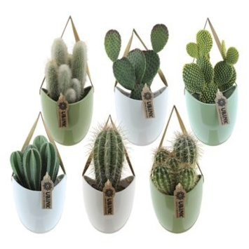 image CACTUS VARIE CERAM