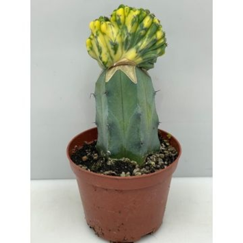 image CACTUS GREFFE JAUNE
