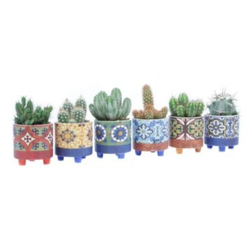 image CACTUS VARIE CERAM