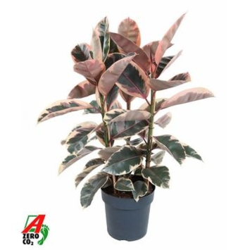 image FICUS BELIZE