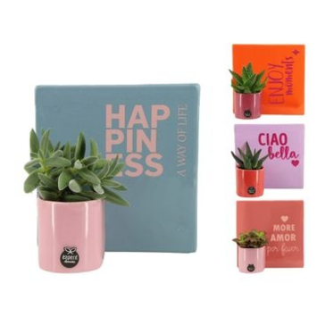 image SUCCULENTE VARIEE CERAM