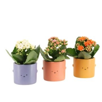 image KALANCHOE FL DBLE CERAM