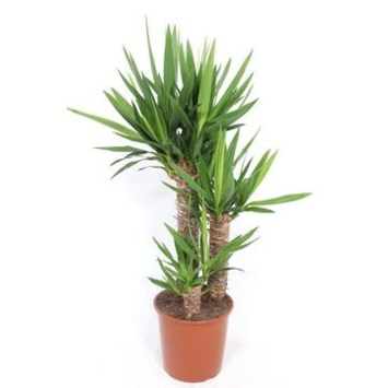 image YUCCA 60-40-20