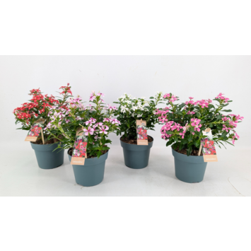 image CATHARANTHUS VINCA