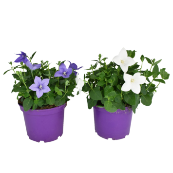 image PLATYCODON GRANDIFLORUM