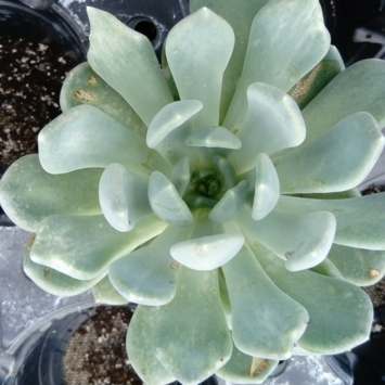 image PACHYVERIA OPALINA