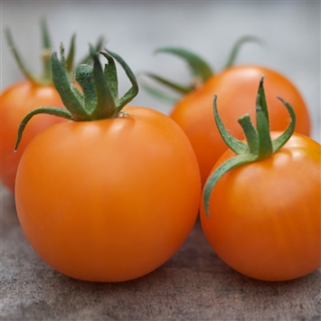image TOMATE CERISE ORANGE HONEY