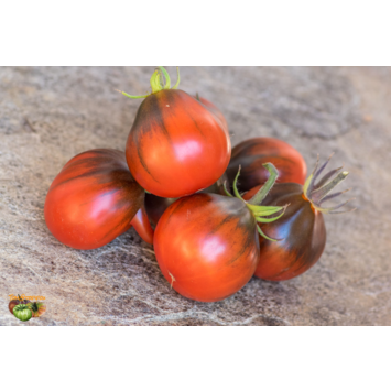 image TOMATE CERISE BLUE PEAR